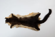 Picture of Things Possum in May