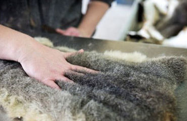 tannery